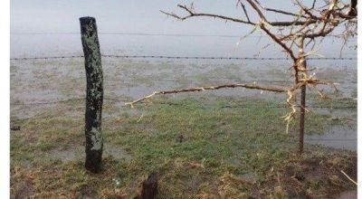 Los daños que ocasionó la fuerte tormenta al sector agropecuario en Bragado